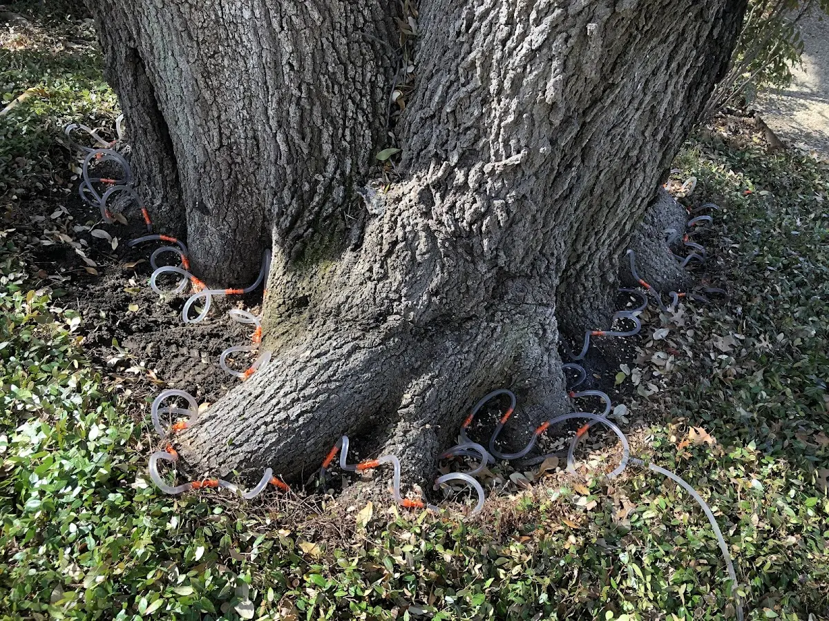 Detailed Tree Cabling and Bracing job site in Gurley
